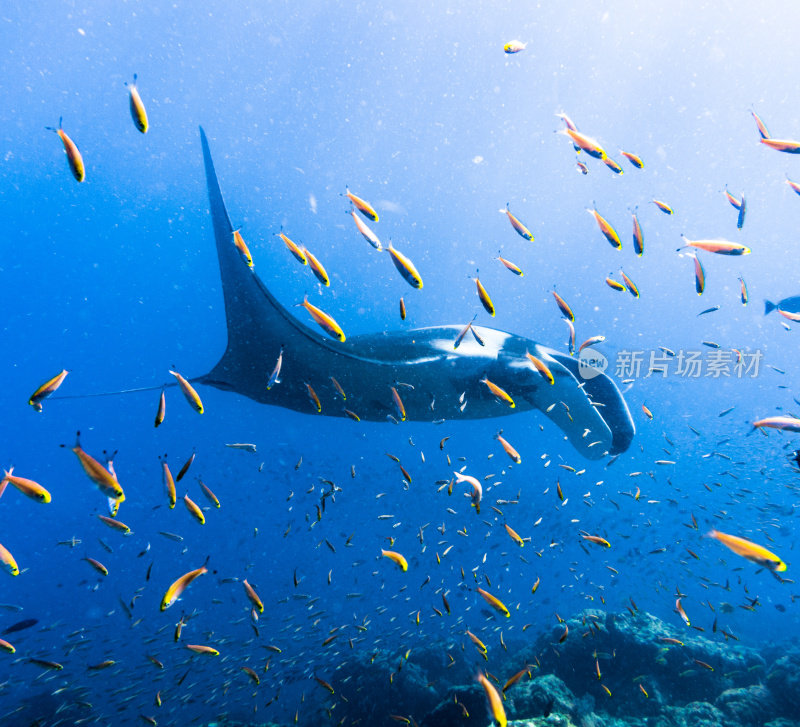 远洋蝠鲼(Manta birostris)游过清洁站。在世界自然保护联盟的红色名单中，这些优雅的动物正在成为野外罕见的景象。